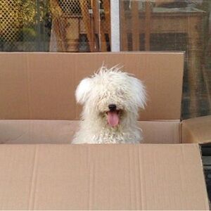 Meet your Posher, Emma